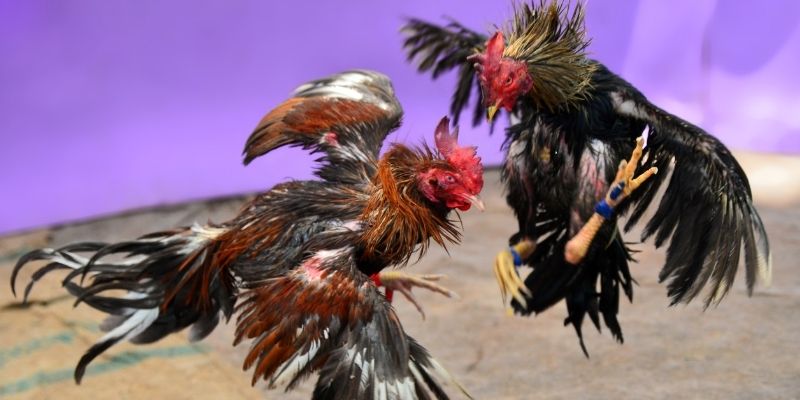 game go8 nổ hũ tiếng anh là gì