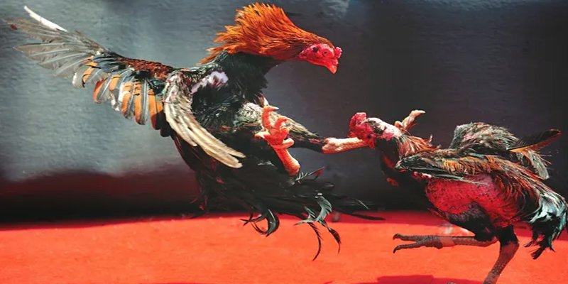 game go8 đăng nhập nổ hũ số 1