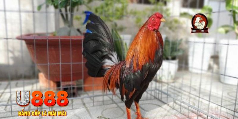 game go8 tải nổ hũ trên máy tính