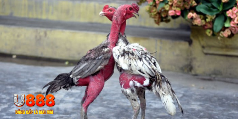 game go8 bàn cầu điểm số tay trước trong baccarat là gì