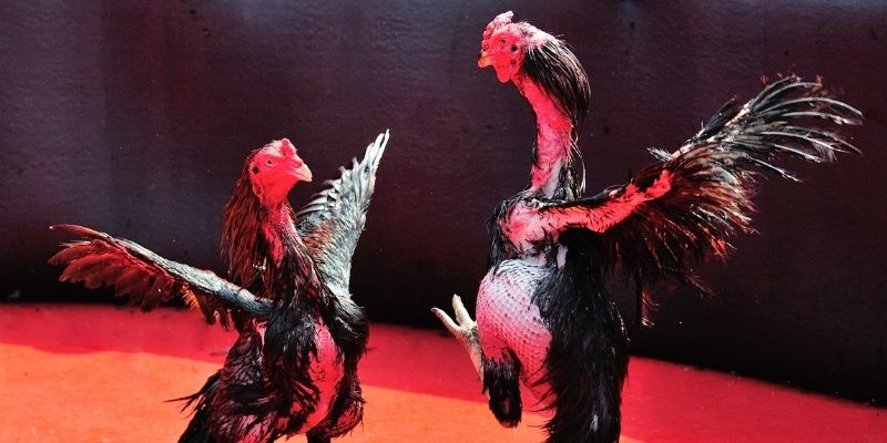 game go8 Spribe Điện Tử